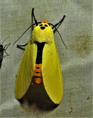 Selenarctia