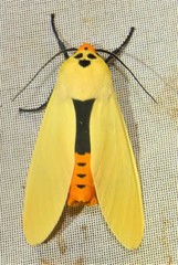 Selenarctia