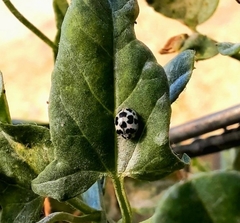 Psyllobora picta