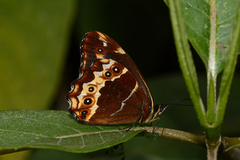 Oxeoschistus iphigenia