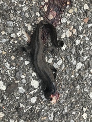Ambystoma tigrinum