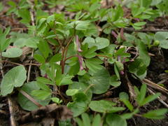 Corydalis intermedia