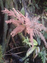 Selaginella erythropus