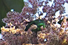 Bolborhynchus lineola