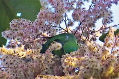 Bolborhynchus lineola
