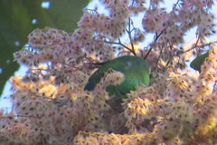 Bolborhynchus lineola