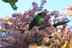 Bolborhynchus lineola