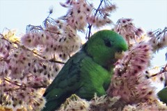 Bolborhynchus lineola