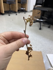 Magnoliopsida