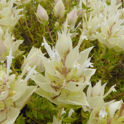 Representative image of Thymus membranaceus