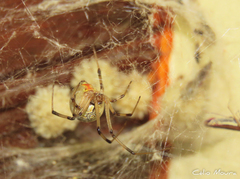 Latrodectus geometricus