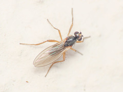 Lonchoptera lutea