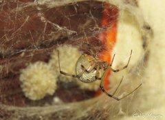 Latrodectus geometricus