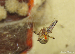 Latrodectus geometricus