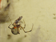Latrodectus geometricus