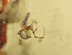 Latrodectus geometricus