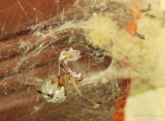 Latrodectus geometricus