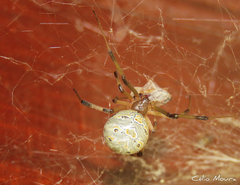 Latrodectus geometricus
