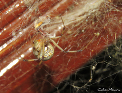 Latrodectus geometricus