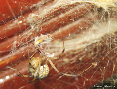 Latrodectus geometricus