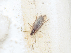 Micromyinae