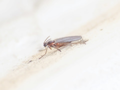 Micromyinae