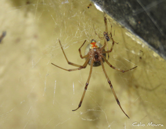 Latrodectus geometricus