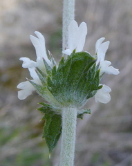 Sideritis leucantha