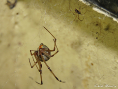 Latrodectus geometricus