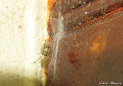 Theridion
