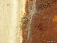 Theridion