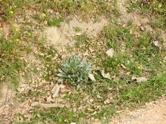 Cynoglossum cheirifolium