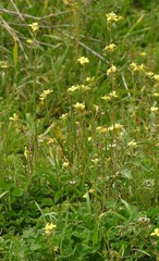 Diplotaxis catholica