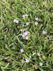 Richardia grandiflora