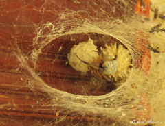 Latrodectus geometricus