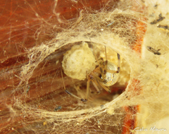 Latrodectus geometricus