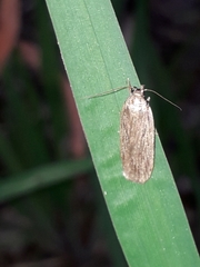 Depressaria daucella
