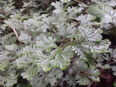 Selaginella convoluta