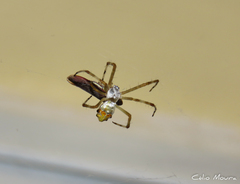 Argiope argentata