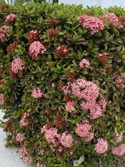 Ixora coccinea