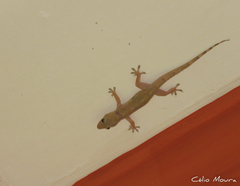 Hemidactylus mabouia