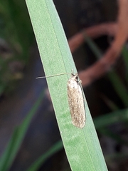 Depressaria daucella