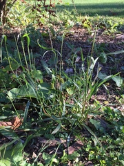 Carex stipata