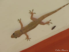 Hemidactylus mabouia