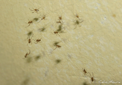 Latrodectus geometricus
