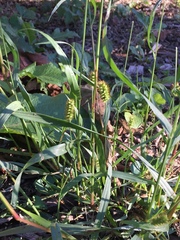 Carex stipata