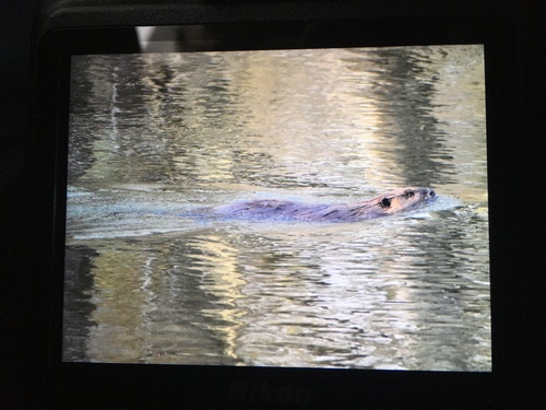 American Beaver photographed in Indiana