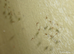 Latrodectus geometricus