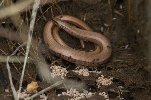 Common Slowworm, Sint Pieter, Maastricht, Nederland, photo 7 of 10