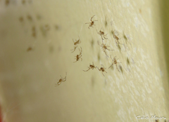 Latrodectus geometricus